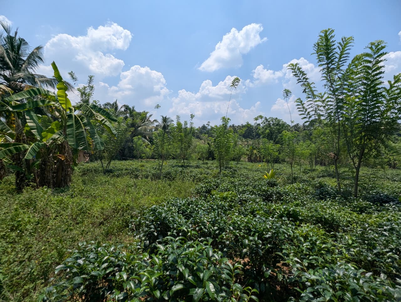 galagedara padukka