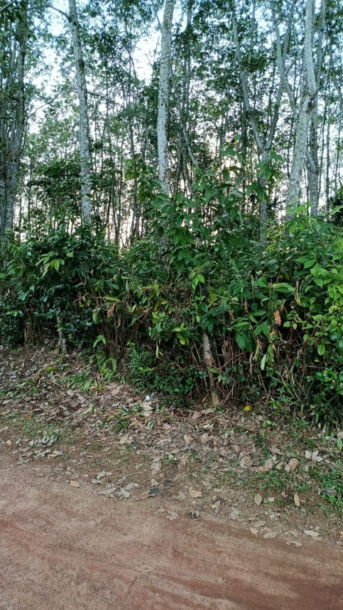 THALAGALA
